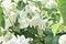 Mock orange lat. PhiladelphiaÂ  Hydrangeaceae Hydrangeaceae.